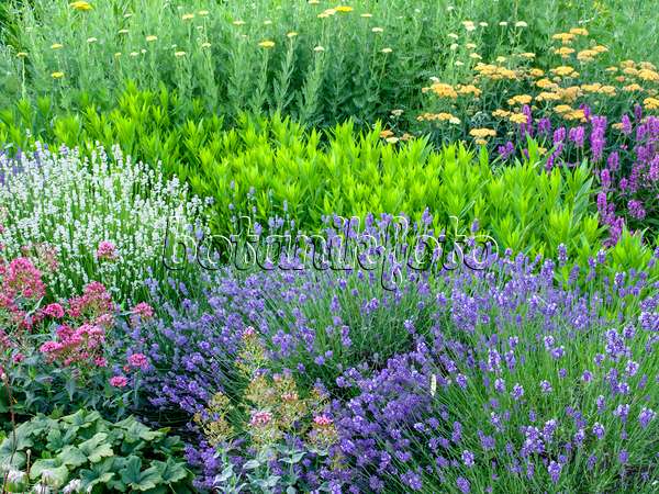 461091 - Echter Lavendel (Lavandula angustifolia 'Munstead' und Lavandula angustifolia 'Edelweiss'), Gelenkblume (Physostegia) und Schafgarbe (Achillea)