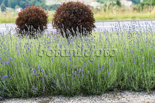 651362 - Echter Lavendel (Lavandula angustifolia 'Siesta')