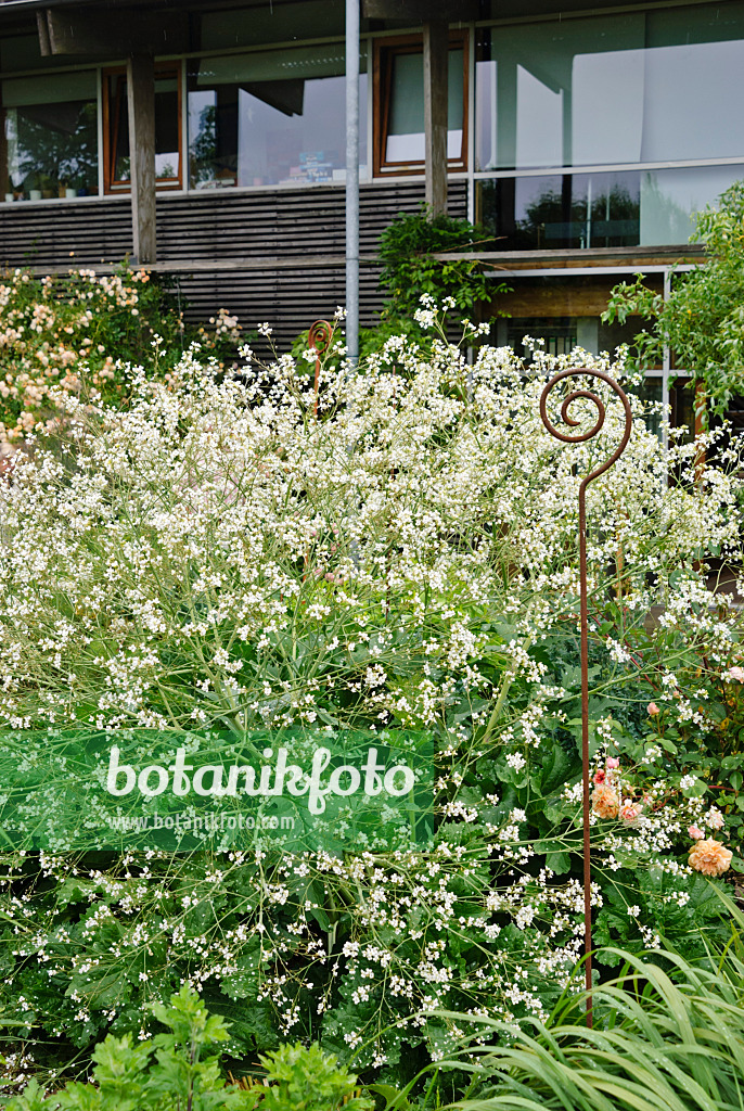 500213 - Echter Meerkohl (Crambe maritima)