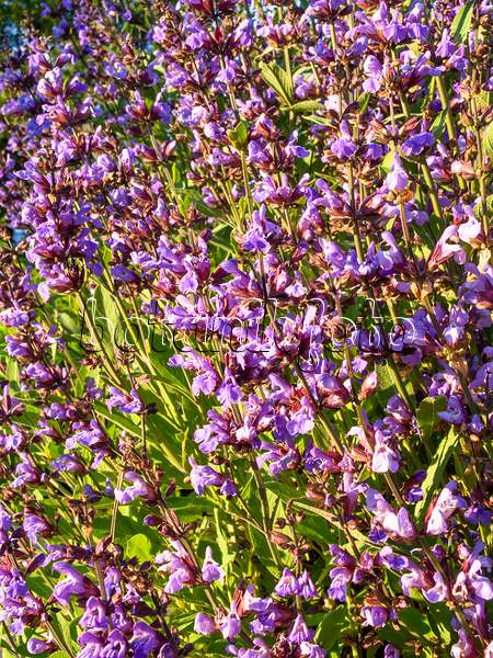 438172 - Echter Salbei (Salvia officinalis)