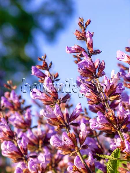 438173 - Echter Salbei (Salvia officinalis)