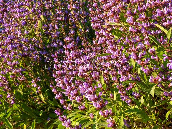 438174 - Echter Salbei (Salvia officinalis)