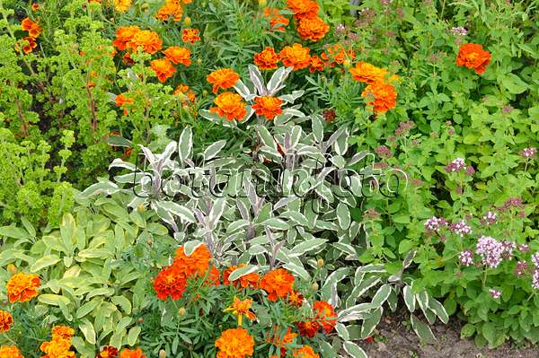 475178 - Echter Salbei (Salvia officinalis 'Tricolor'), Studentenblumen (Tagetes) und Oregano (Origanum vulgare)