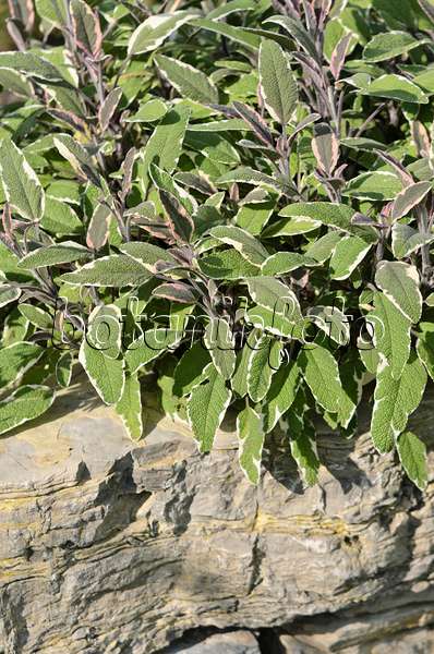 521109 - Echter Salbei (Salvia officinalis 'Tricolor')