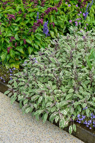 593199 - Echter Salbei (Salvia officinalis 'Tricolor')