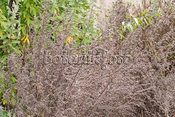 576004 - Echter Wermut (Artemisia absinthium)