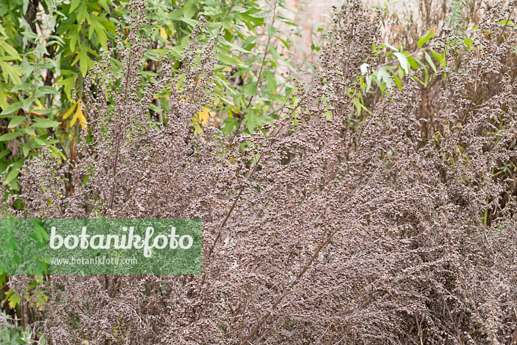 576004 - Echter Wermut (Artemisia absinthium)