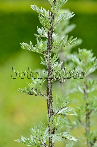 521242 - Echter Wermut (Artemisia absinthium) mit schwarzen Blattläusen