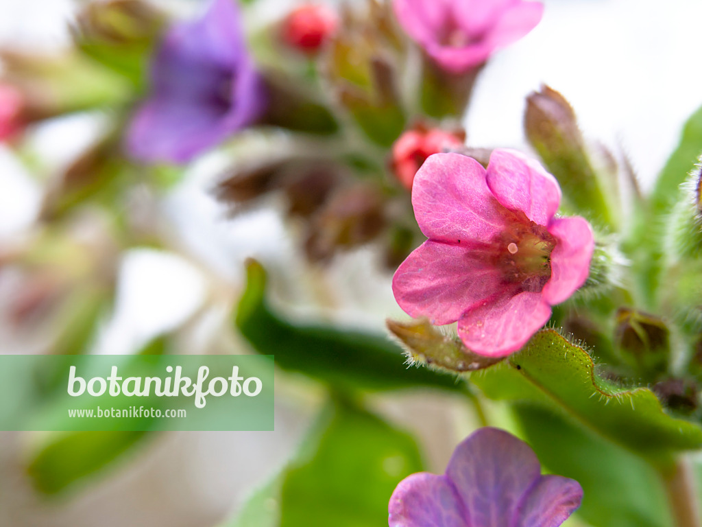 436229 - Echtes Lungenkraut (Pulmonaria officinalis)