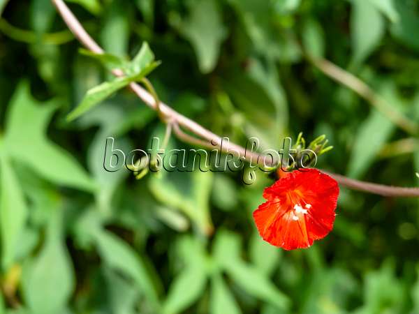 441041 - Efeublättrige Prunkwinde (Ipomoea hederifolia syn. Quamoclit hederifolia)