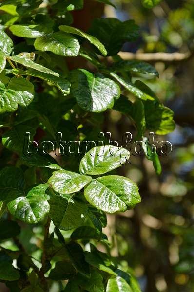 508507 - Eichenblättriger Giftsumach (Rhus diversiloba syn. Toxicodendron diversilobum)