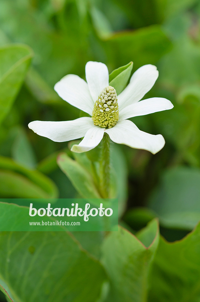 497113 - Eidechsenschwanz (Anemopsis californica)