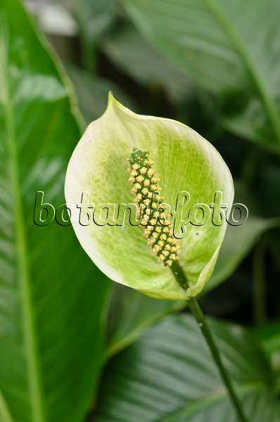 535022 - Einblatt (Spathiphyllum)