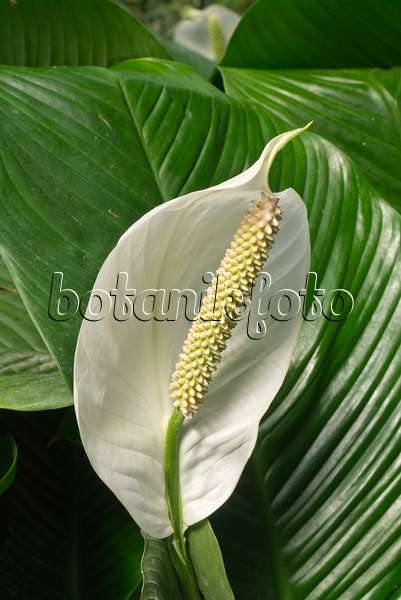 608024 - Einblatt (Spathiphyllum floribundum)