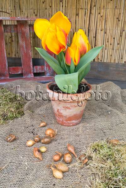 543015 - Einfache frühe Tulpe (Tulipa Flair) in einem Blumentopf