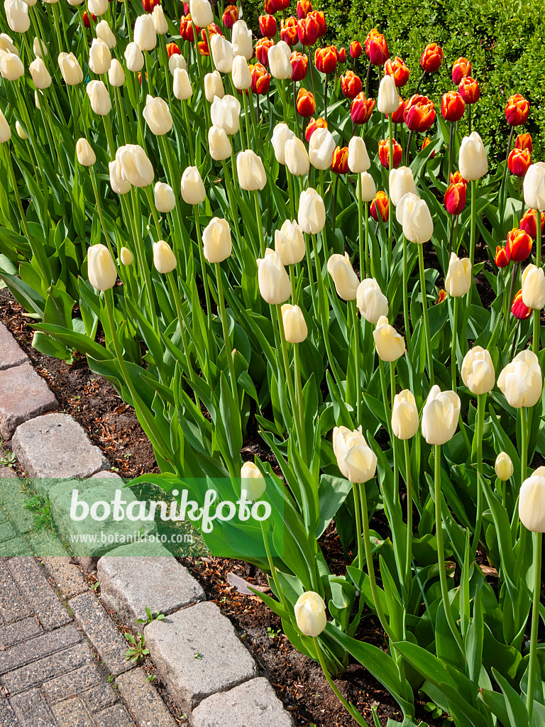 401090 - Einfache späte Tulpe (Tulipa City of Vancouver)