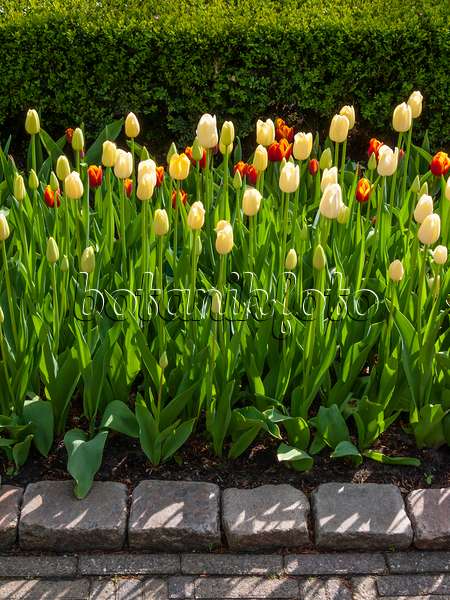 401091 - Einfache späte Tulpe (Tulipa City of Vancouver)