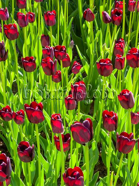 401190 - Einfache späte Tulpe (Tulipa Philippe de Comines)
