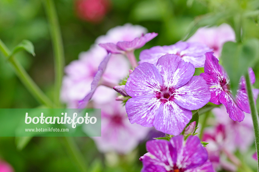 474258 - Einjähriger Phlox (Phlox drummondii 'Summer Showers')