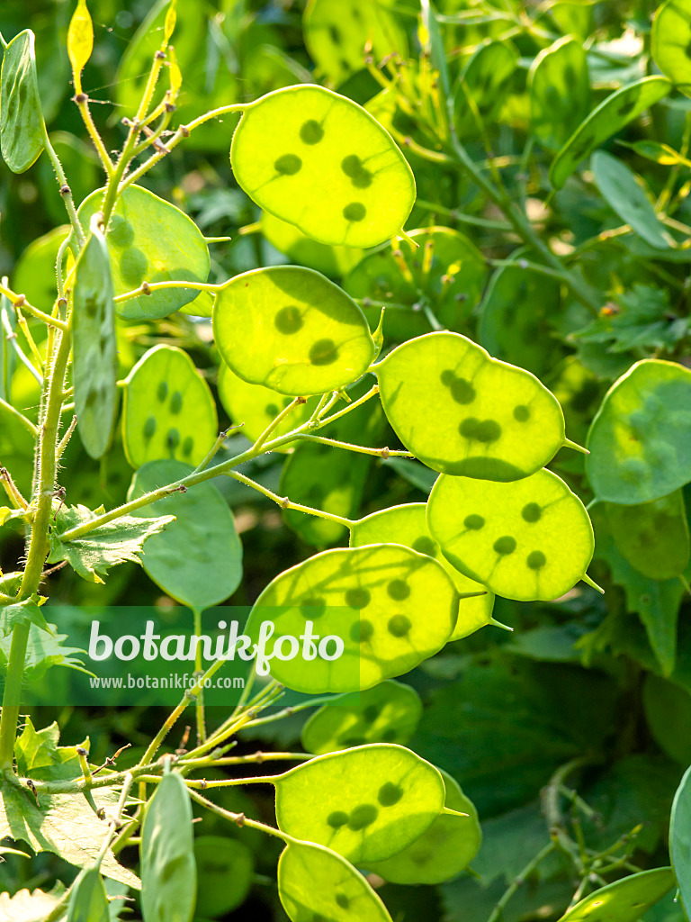 426001 - Einjähriges Silberblatt (Lunaria annua)