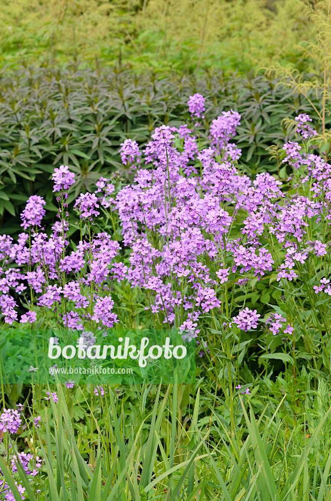 533335 - Einjähriges Silberblatt (Lunaria annua)