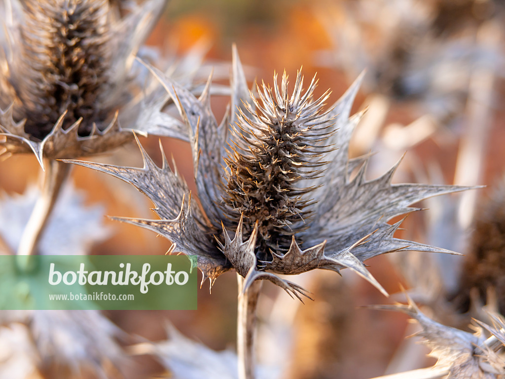 444005 - Elfenbeindistel (Eryngium giganteum)