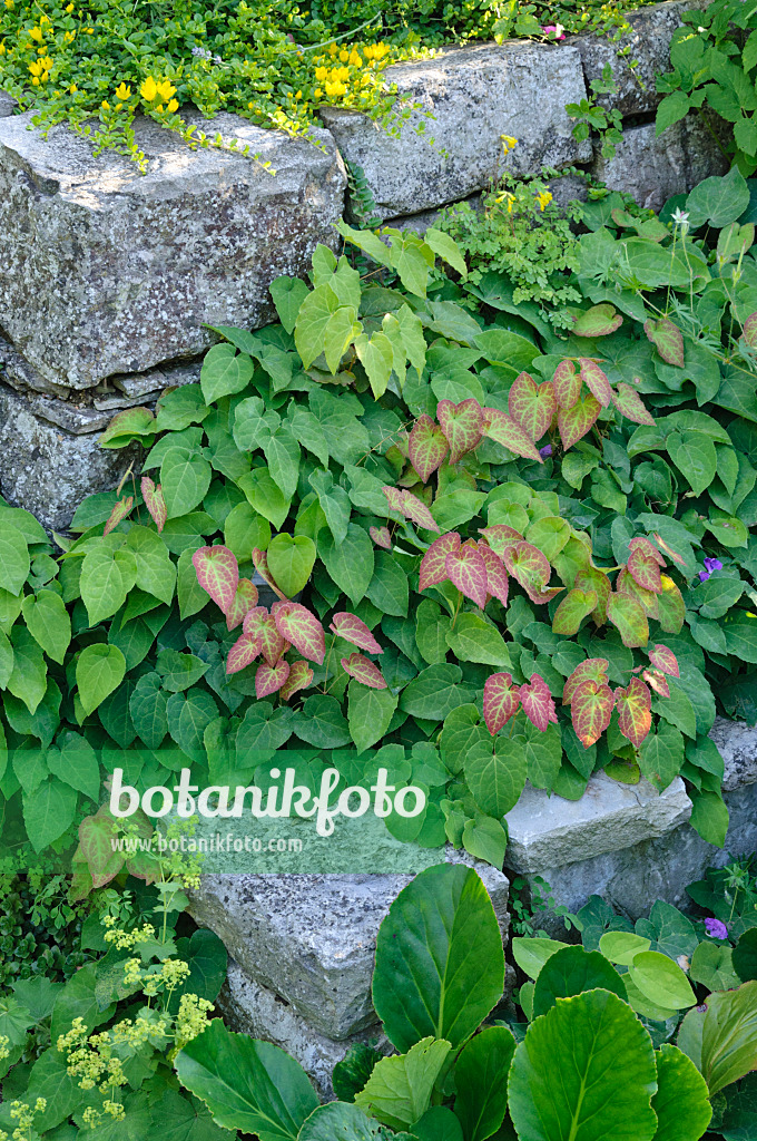 473165 - Elfenblume (Epimedium x perralchicum 'Frohnleiten')