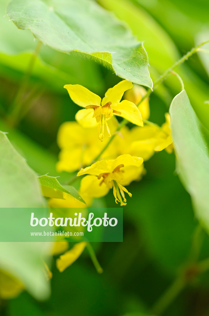 484023 - Elfenblume (Epimedium x perralchicum 'Lichtenberg')