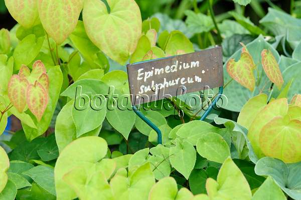 473106 - Elfenblume (Epimedium x versicolor 'Sulphureum') mit Pflanzenschild