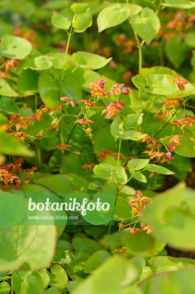 484013 - Elfenblume (Epimedium x warleyense)