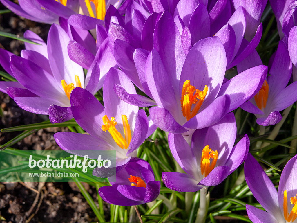 446014 - Elfenkrokus (Crocus tommasinianus)