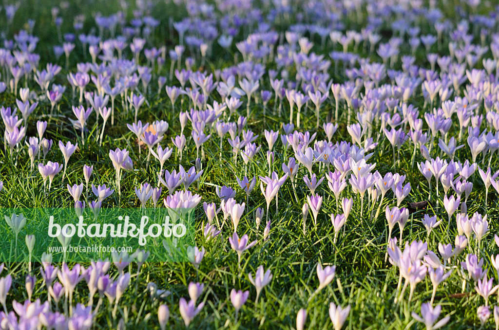 529233 - Elfenkrokus (Crocus tommasinianus)