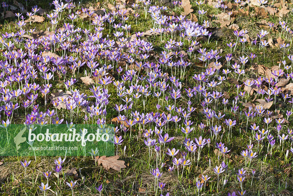 566082 - Elfenkrokus (Crocus tommasinianus)