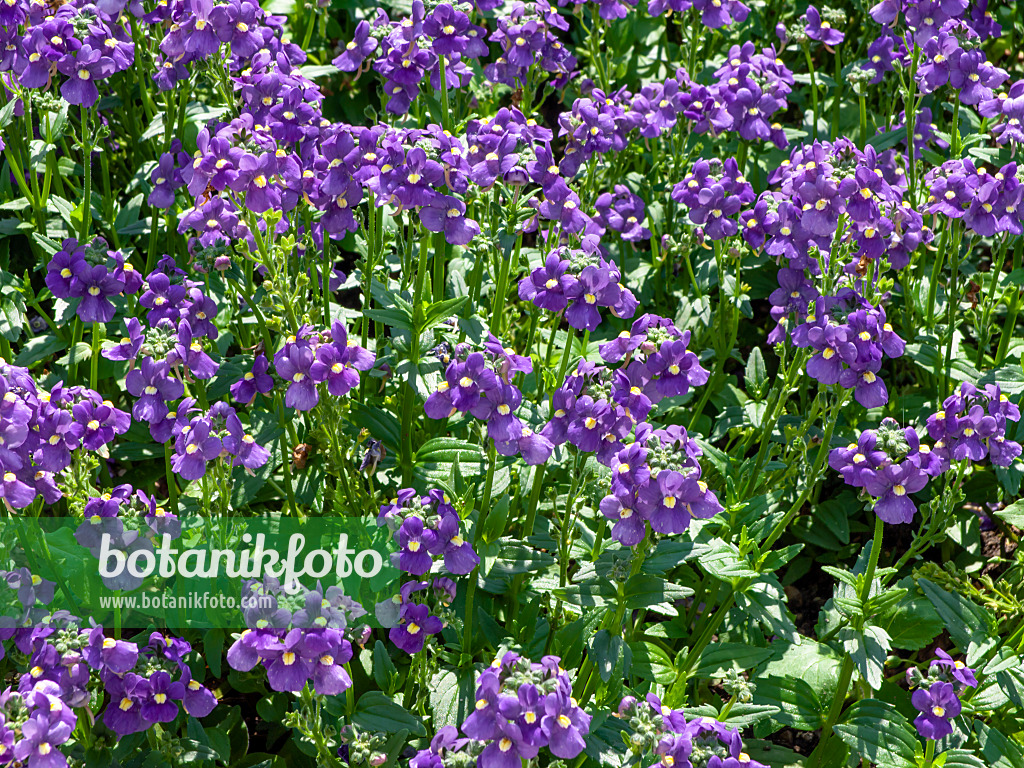 439273 - Elfenspiegel (Nemesia Karoo Blue)