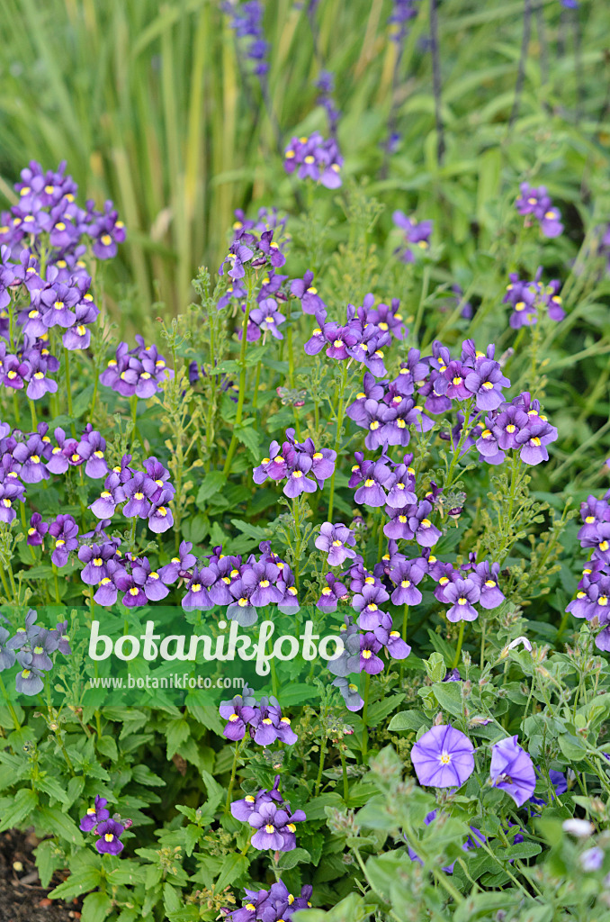 548153 - Elfenspiegel (Nemesia Karoo Dark Blue)