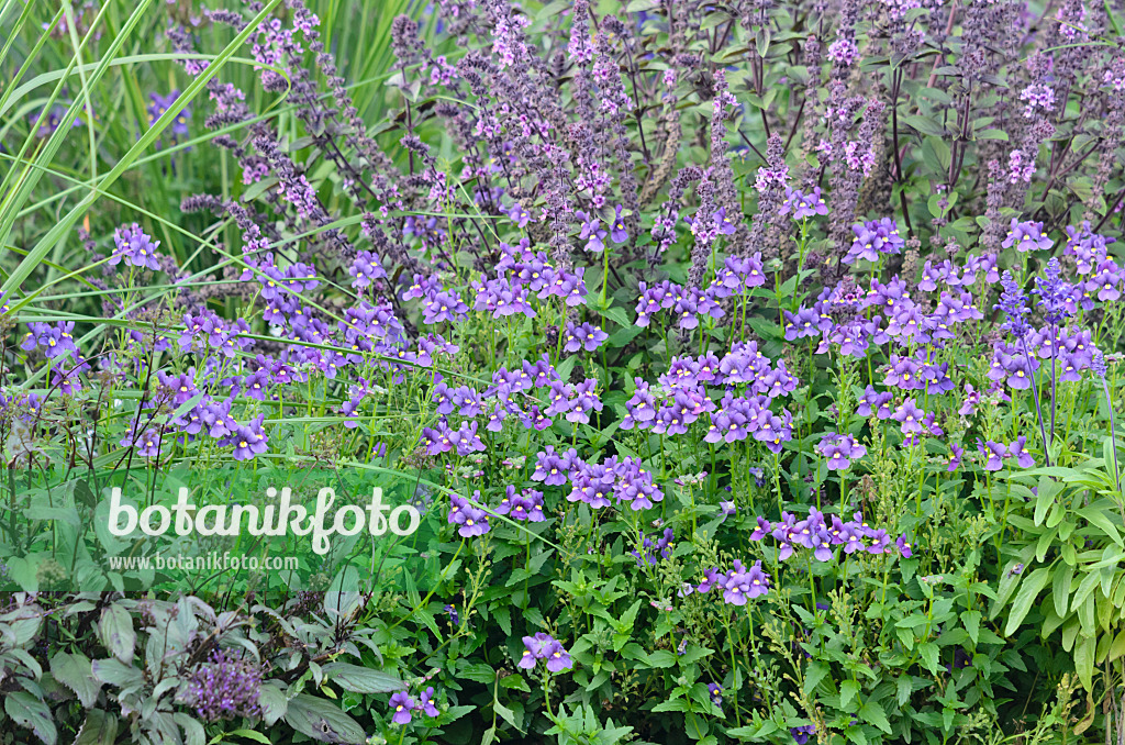 548154 - Elfenspiegel (Nemesia Karoo Dark Blue) und Basilikum (Ocimum basilicum)