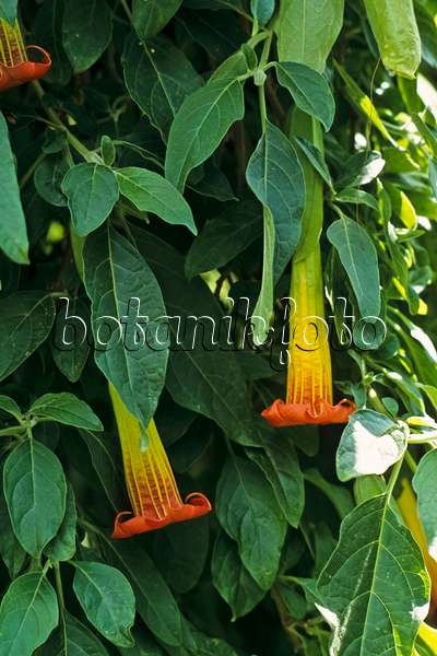 388137 - Engelstrompete (Brugmansia sanguinea)