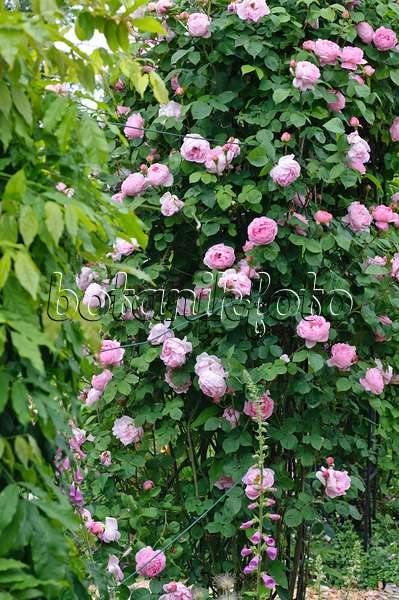 473127 - Englische Rose (Rosa Constance Spry)