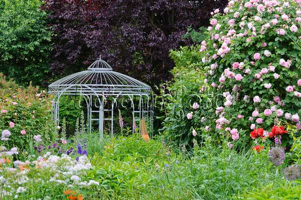 473113 - Englische Rose (Rosa Constance Spry) mit Gartenpavillon