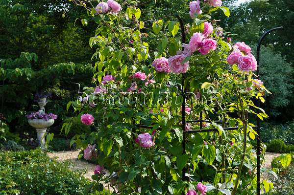 509048 - Englische Rose (Rosa Gertrude Jekyll) mit Rankhilfe in einem Rosengarten