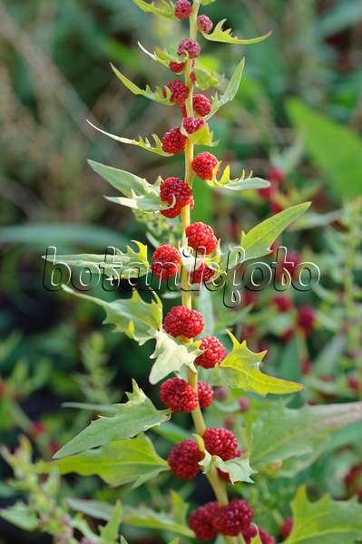 486167 - Erdbeerspinat (Blitum virgatum syn. Chenopodium foliosum)