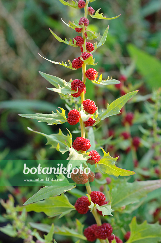 486167 - Erdbeerspinat (Blitum virgatum syn. Chenopodium foliosum)