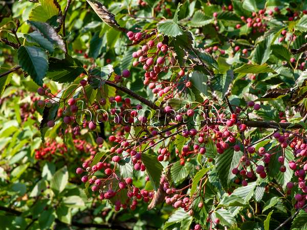 442013 - Erlenblättrige Eberesche (Sorbus alnifolia)