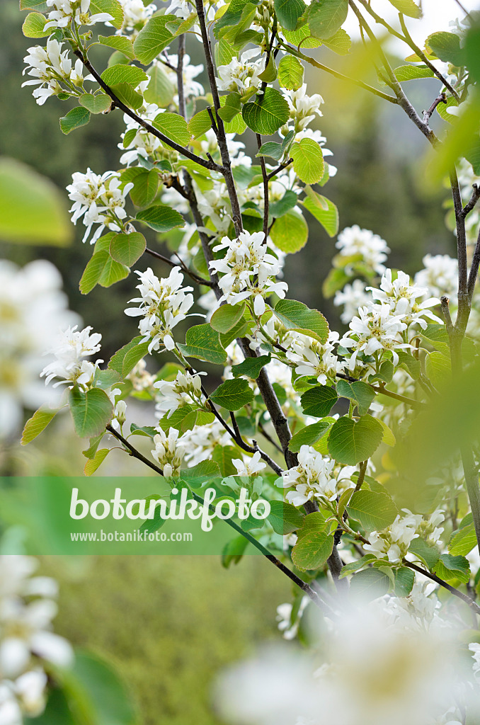 508355 - Erlenblättrige Felsenbirne (Amelanchier alnifolia)