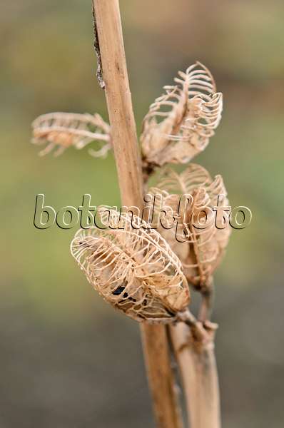 526027 - Essbare Taglilie (Hemerocallis esculenta)