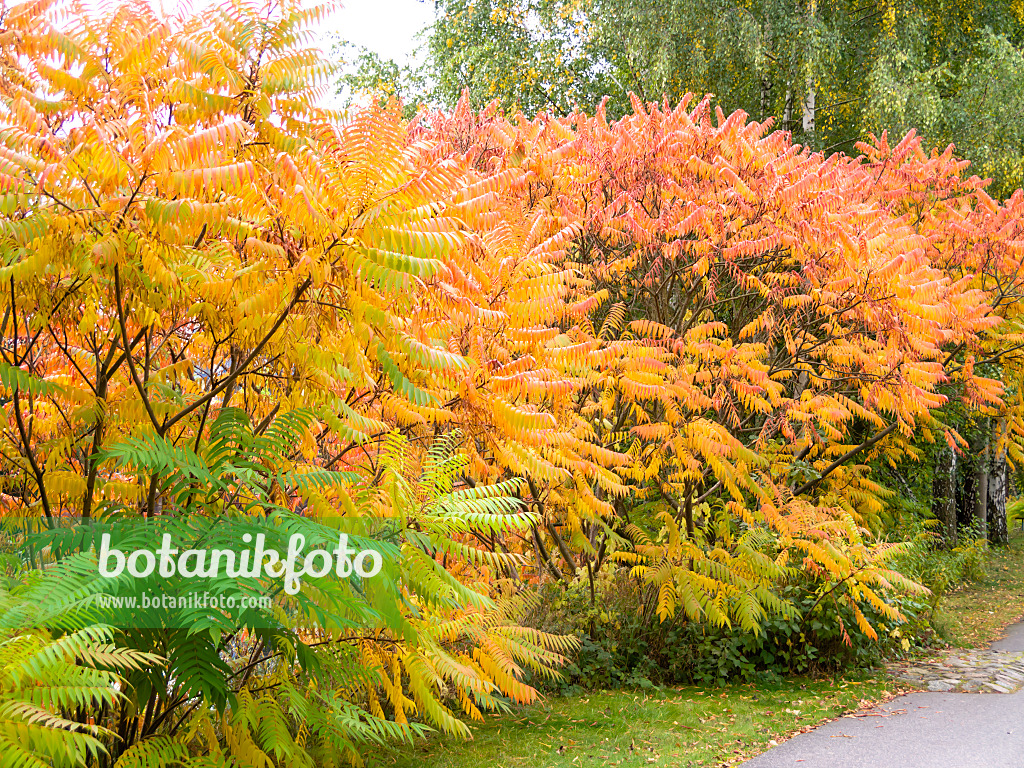 525188 - Essigbaum (Rhus hirta syn. Rhus typhina)