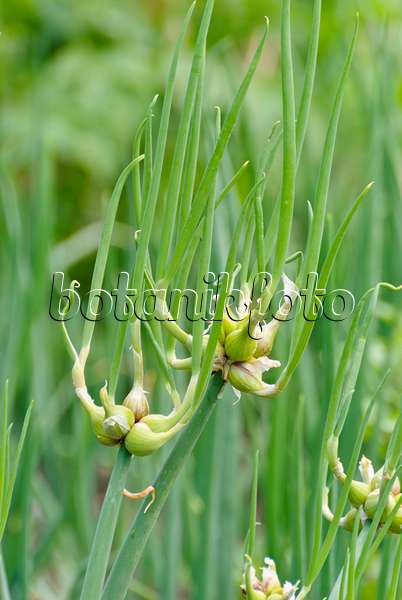 500193 - Etagenzwiebel (Allium cepa var. proliferum)