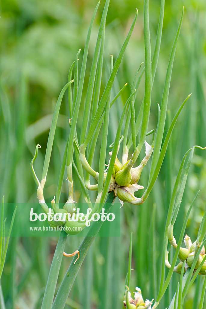 500193 - Etagenzwiebel (Allium cepa var. proliferum)