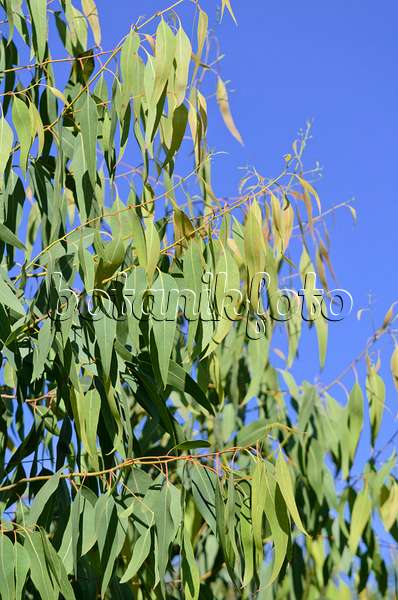 572082 - Eukalyptus (Eucalyptus caesia)