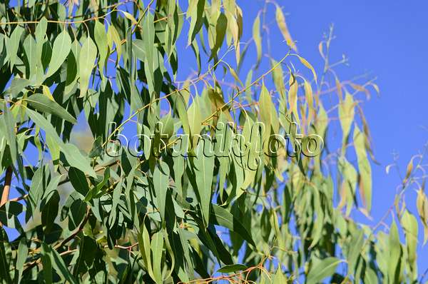 572083 - Eukalyptus (Eucalyptus caesia)